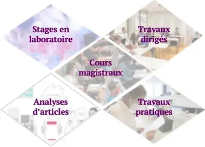Stages en laboratoire; Travaux dirigés; Cours magistraux; Analyses d’articles; Travaux pratiques